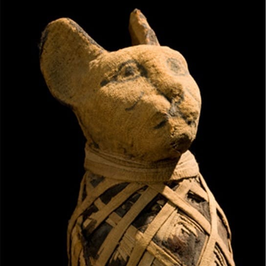 Hallazgo De Un Grupo De Gatos Momificados Egipto Columnas De M Xico